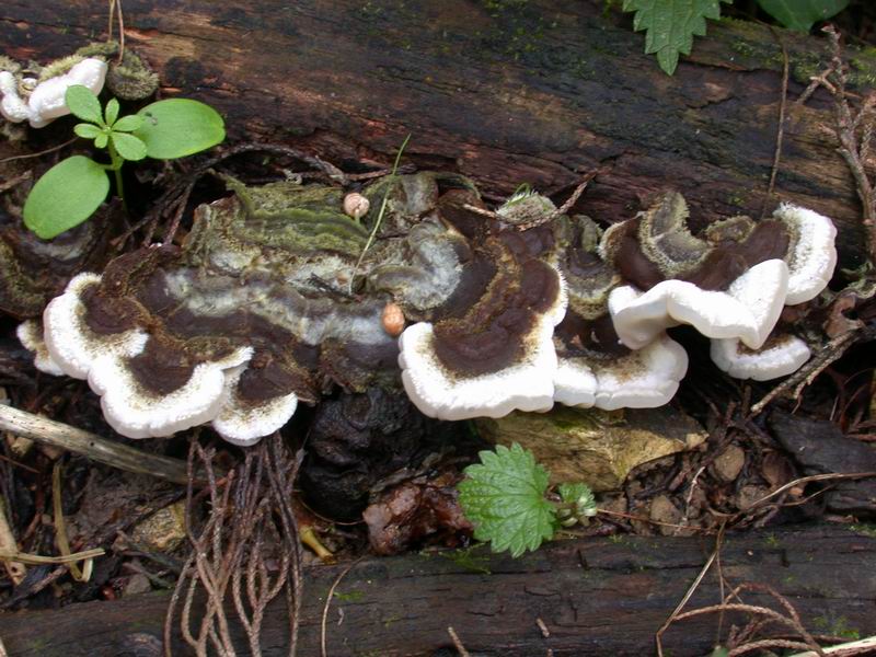 Escursione in cipresseta